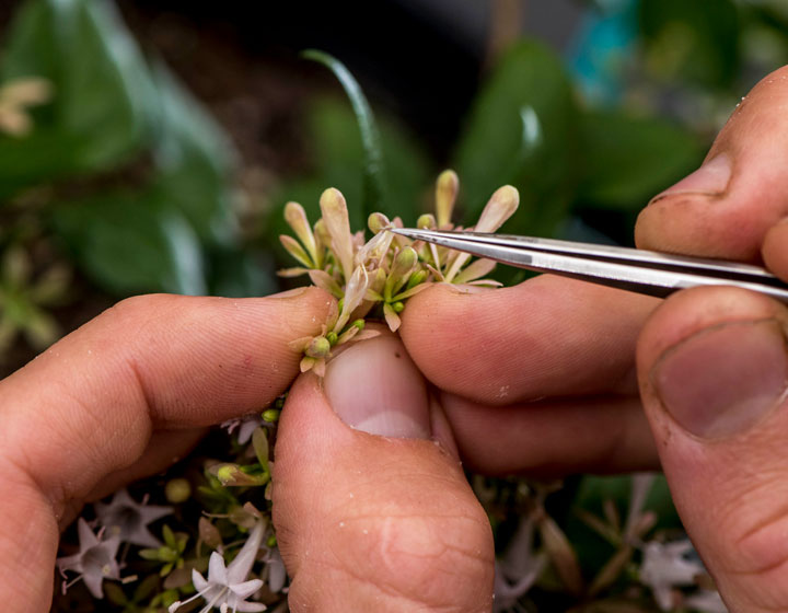 The Morton Arboretum