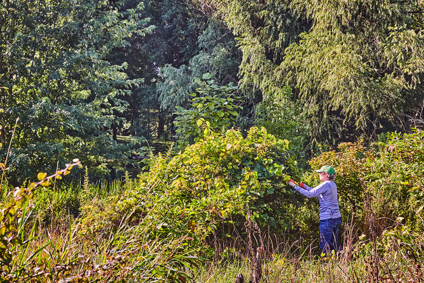 A volunteer clears brush near the DuPage river.