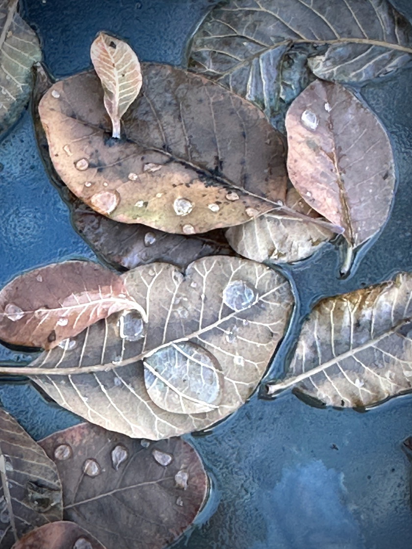Photograph of fallen leaves by photographer Linda Haynes