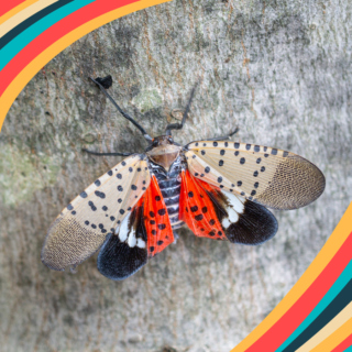 The Morton Arboretum