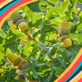 The Morton Arboretum