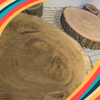 The Morton Arboretum