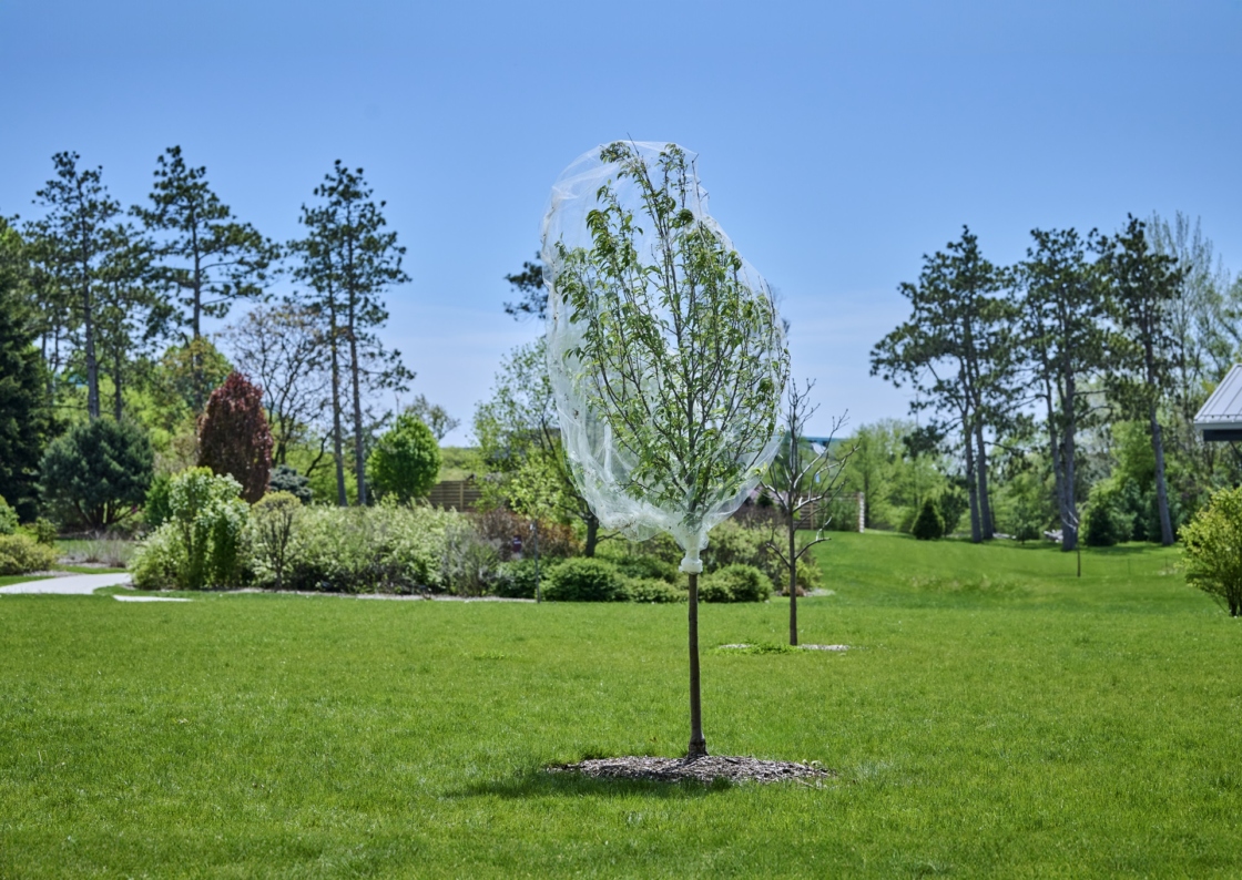 Cicadas | The Morton Arboretum