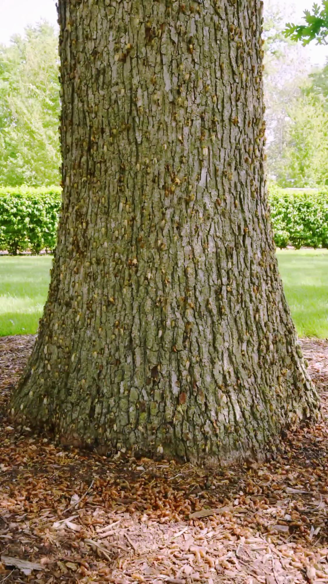 The Morton Arboretum