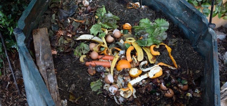 The Morton Arboretum