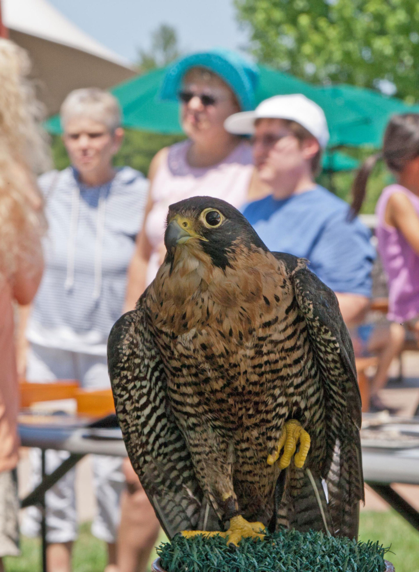 The Morton Arboretum