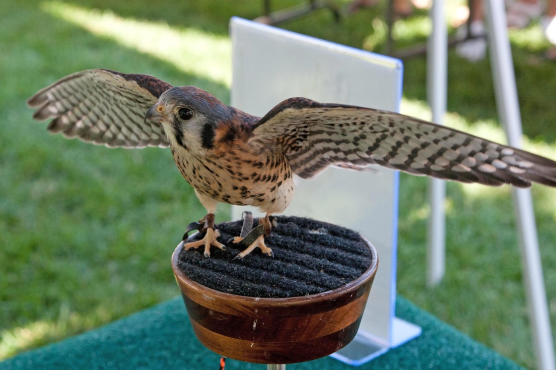 The Morton Arboretum
