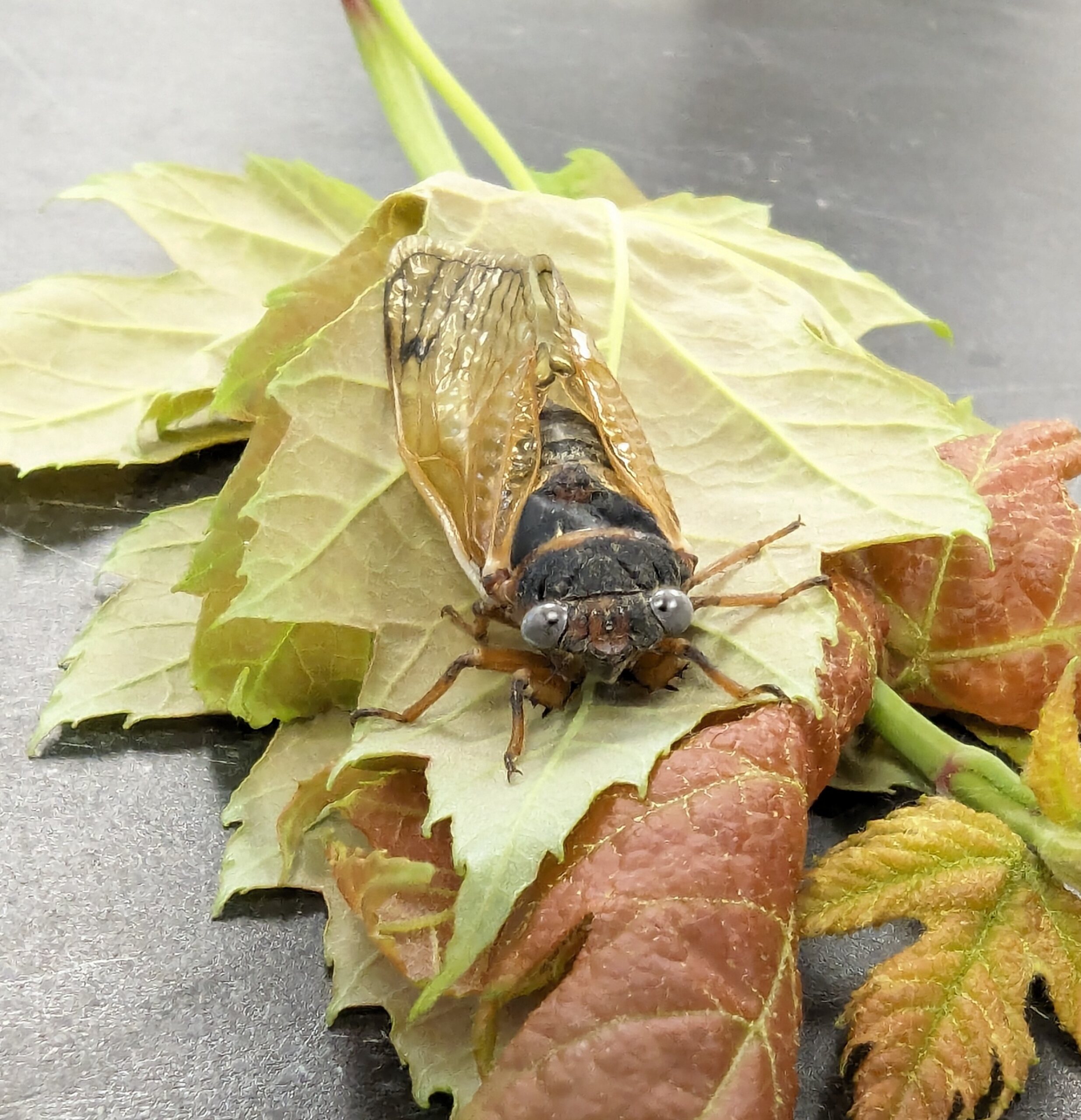 The Morton Arboretum