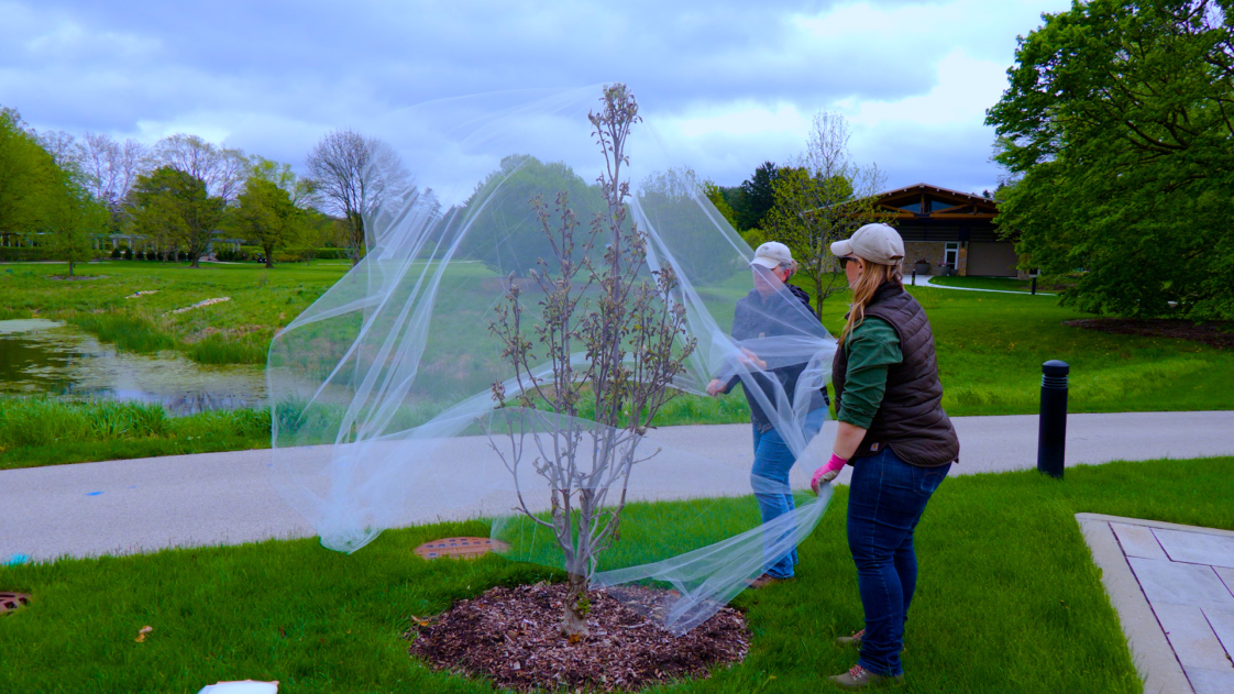 The Morton Arboretum