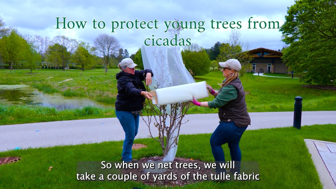 Look Out for Cicadas Very Soon | The Morton Arboretum