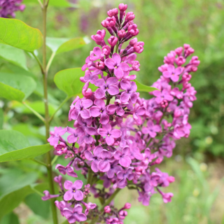 The Morton Arboretum