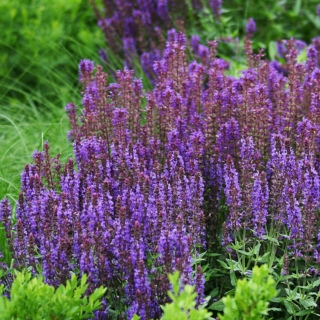 The Morton Arboretum