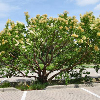 The Morton Arboretum