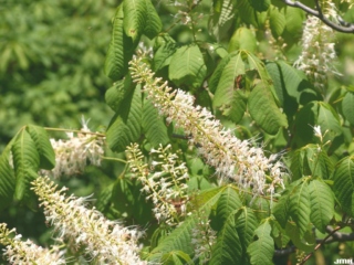 The Morton Arboretum