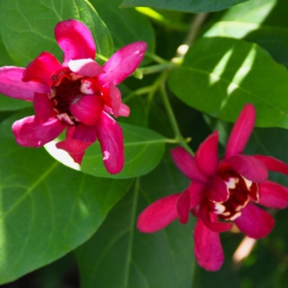The Morton Arboretum