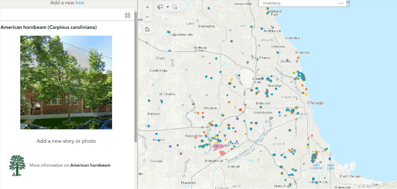 The Morton Arboretum