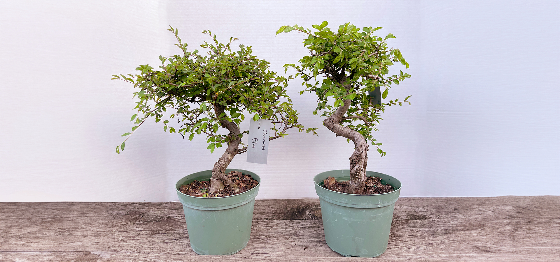 Introduction to Bonsai Workshop: Chinese Elm | The Morton Arboretum