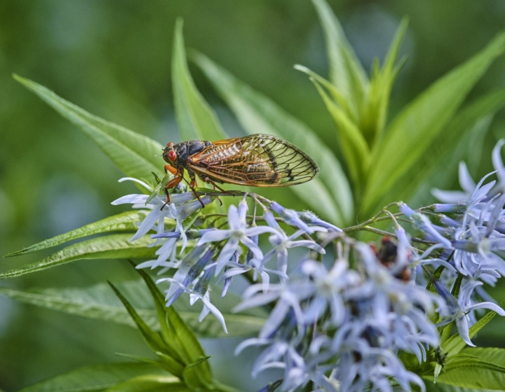 The Morton Arboretum
