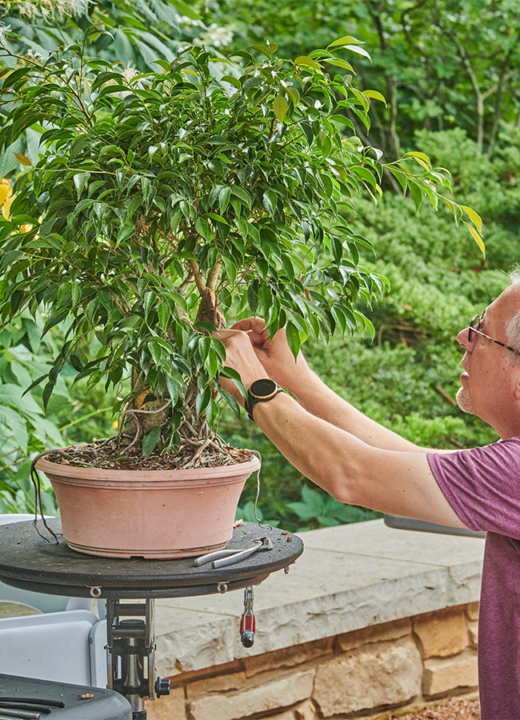 The Morton Arboretum