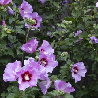 The Morton Arboretum
