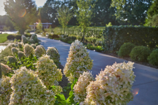 The Morton Arboretum
