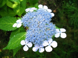 The Morton Arboretum