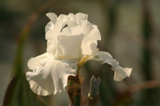 The Morton Arboretum