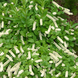 The Morton Arboretum