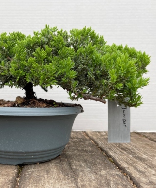 The Morton Arboretum