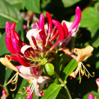 The Morton Arboretum