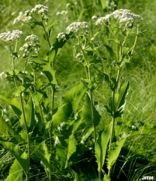 The Morton Arboretum