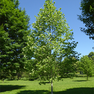 The Morton Arboretum