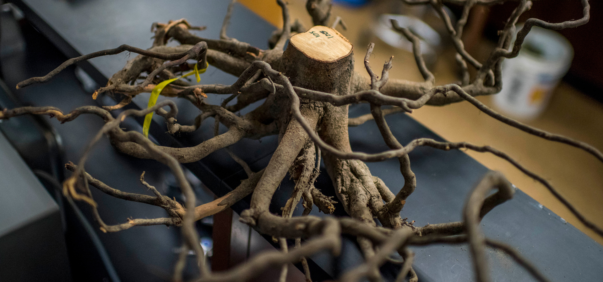 A tree root system being displayed in an indoor lab.