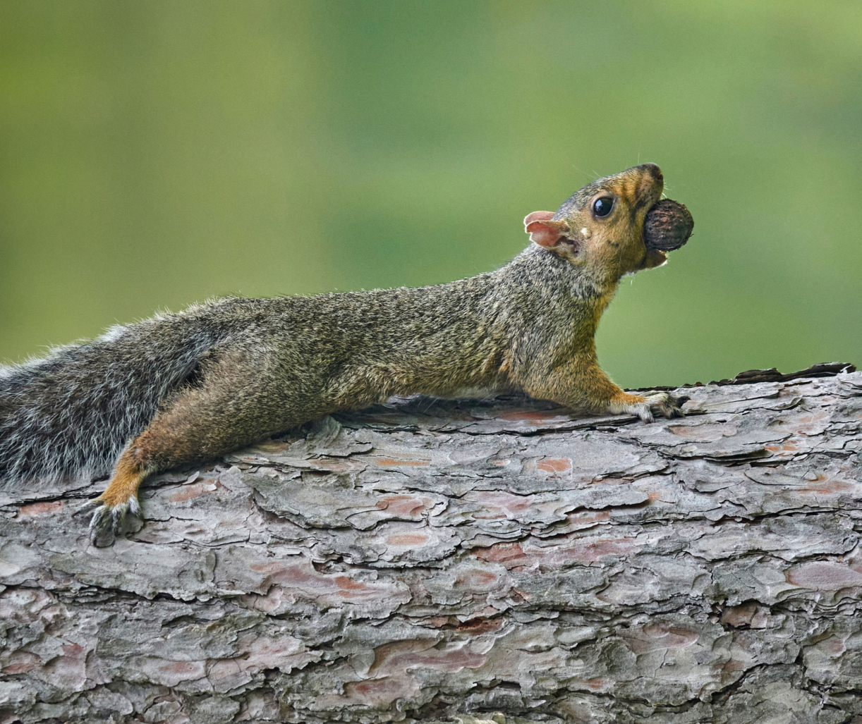 The Morton Arboretum