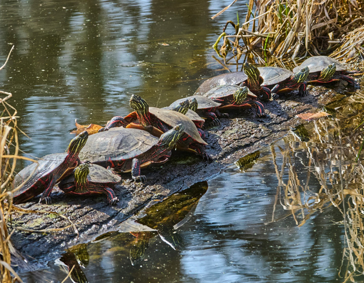 The Morton Arboretum