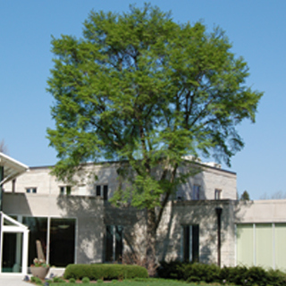 The Morton Arboretum