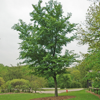 The Morton Arboretum