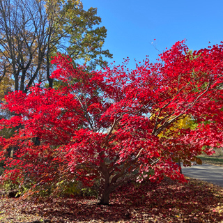 The Morton Arboretum