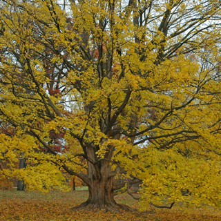 The Morton Arboretum