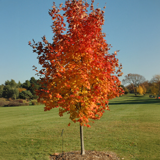 The Morton Arboretum