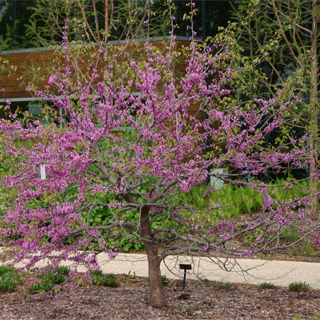 The Morton Arboretum