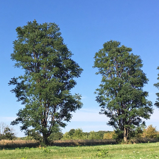 The Morton Arboretum