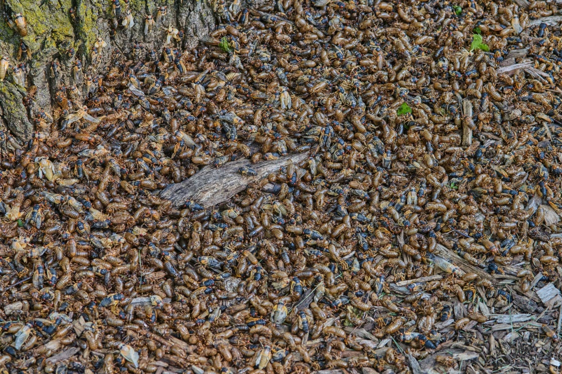 The Morton Arboretum