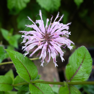 The Morton Arboretum