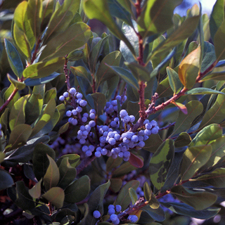 The Morton Arboretum