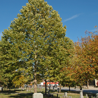 The Morton Arboretum
