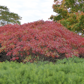 The Morton Arboretum