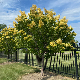 The Morton Arboretum