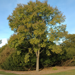 The Morton Arboretum