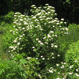 The Morton Arboretum
